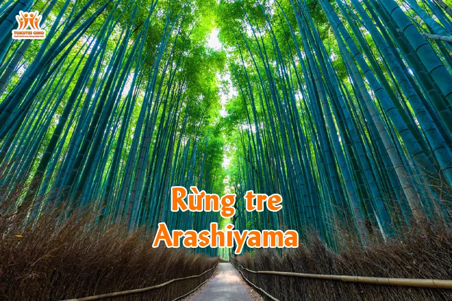 Rừng tre Arashiyama