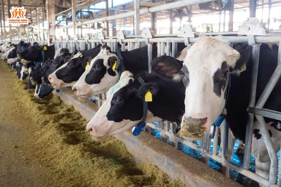 đơn hàng bò sữa