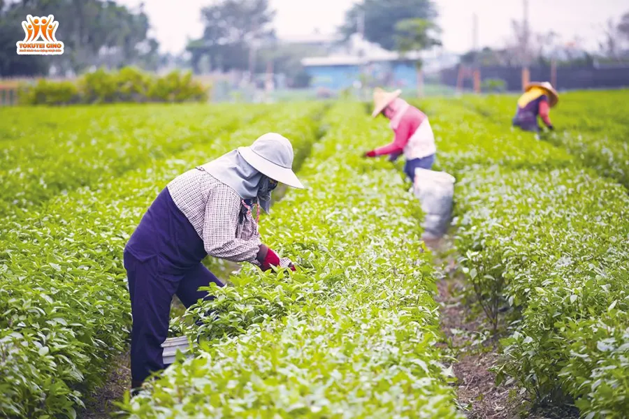 ngành nông nghiệp nhật bản
