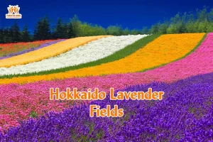 Hokkaido Lavender Fields