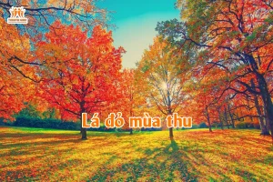 Lá đỏ mùa thu